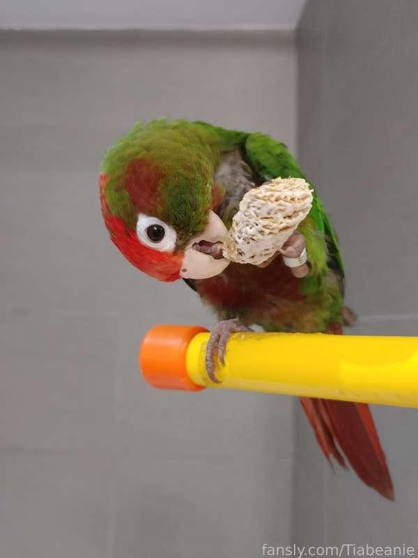 tiabeanie image #0