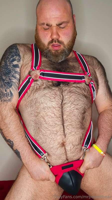 What do you think of Daddy's first harness 😋 payed for by yo..