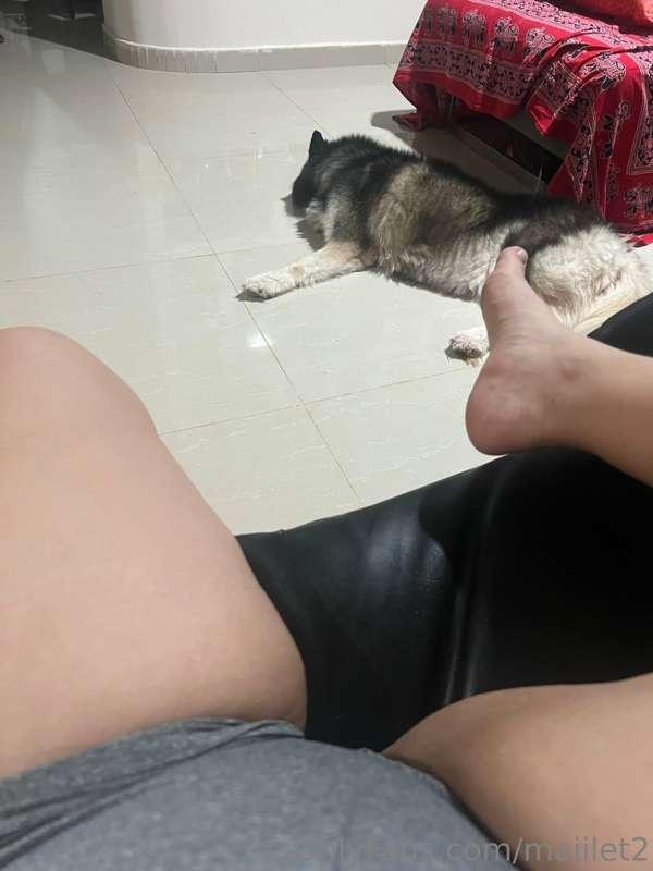 Miren un lindo perrito