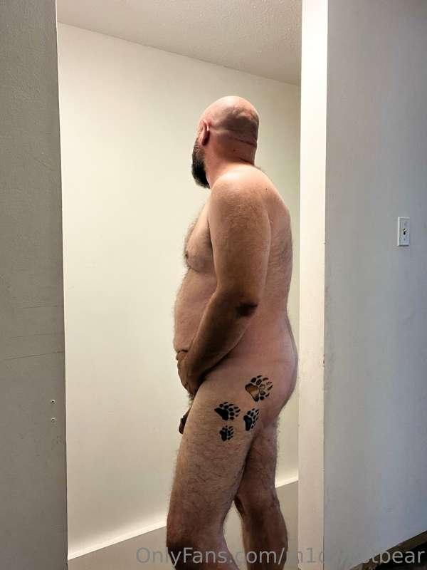 m1dwestbear image #3