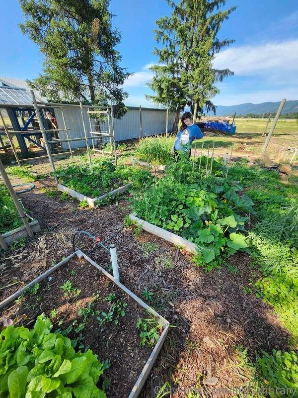 lillysxlibrary image #2