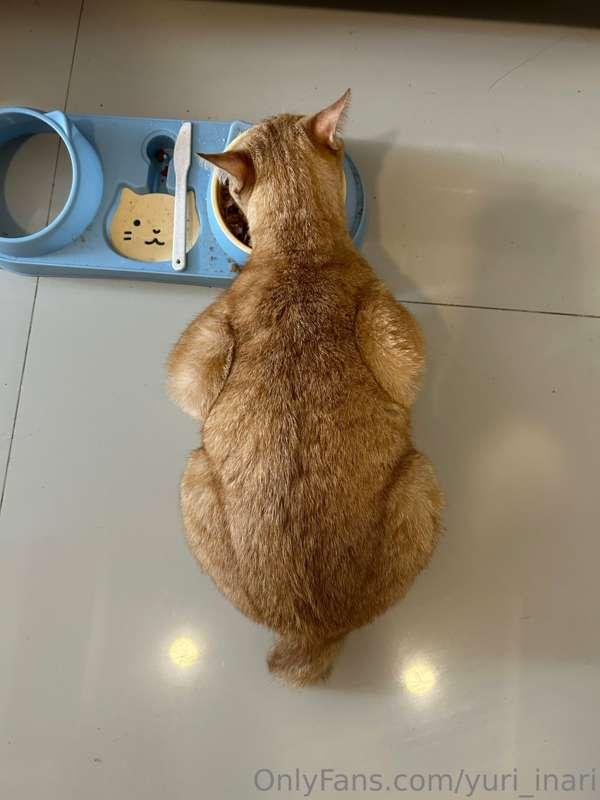 🐈 or 🍗🍗