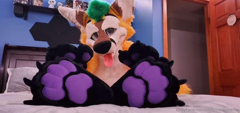 thepineapplefox image #3