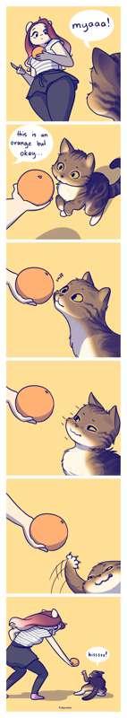 cats and oranges