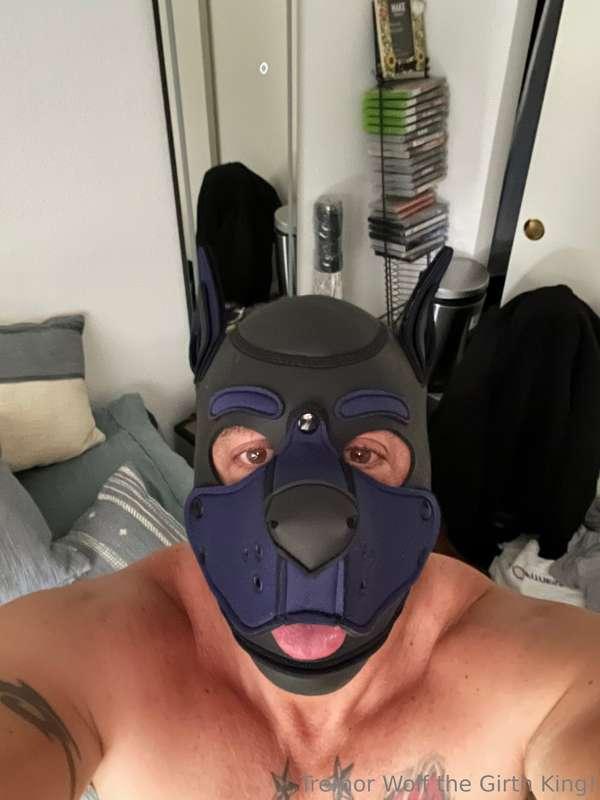 dont let this mutant muscle pup fool u.. he will flip u over..