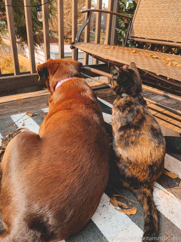 seitansm1stress image #0