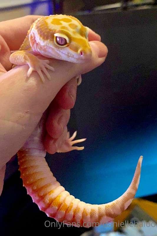 Do you guys want more pics of my reptiles & lizards? We drov..