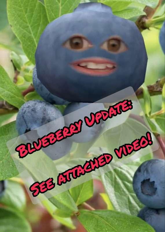 Blueberry Update: Blue is, against her will, down with the sickness once more (🎶OH-WAHAHAHA🎶)