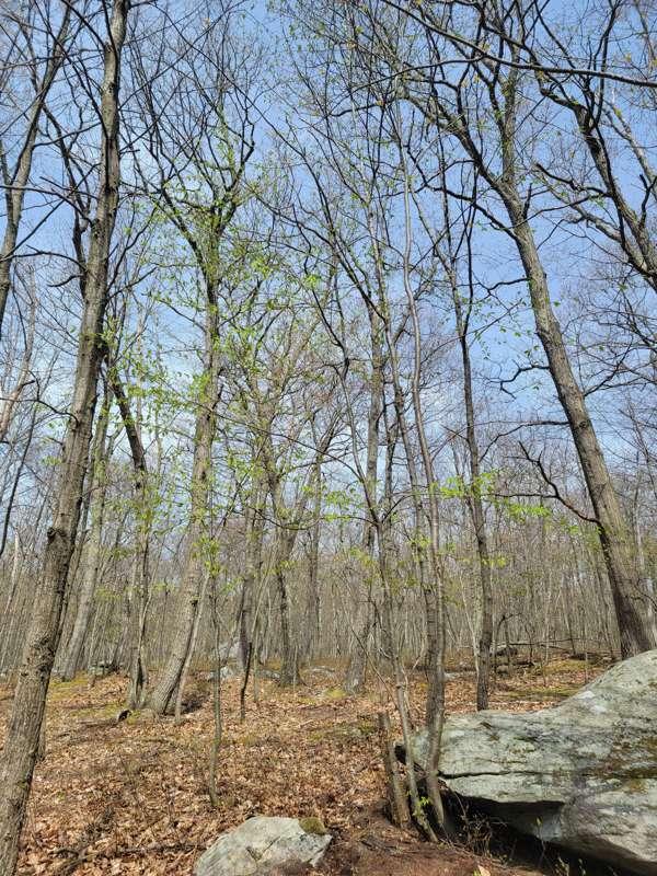 It's just starting to turn a little green up here in the mou..