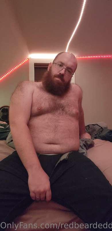 redbeardeddragon image #1