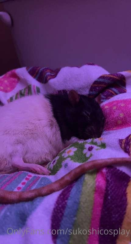 Had to put my rat down today. Hardest thing I’ve had to do i..