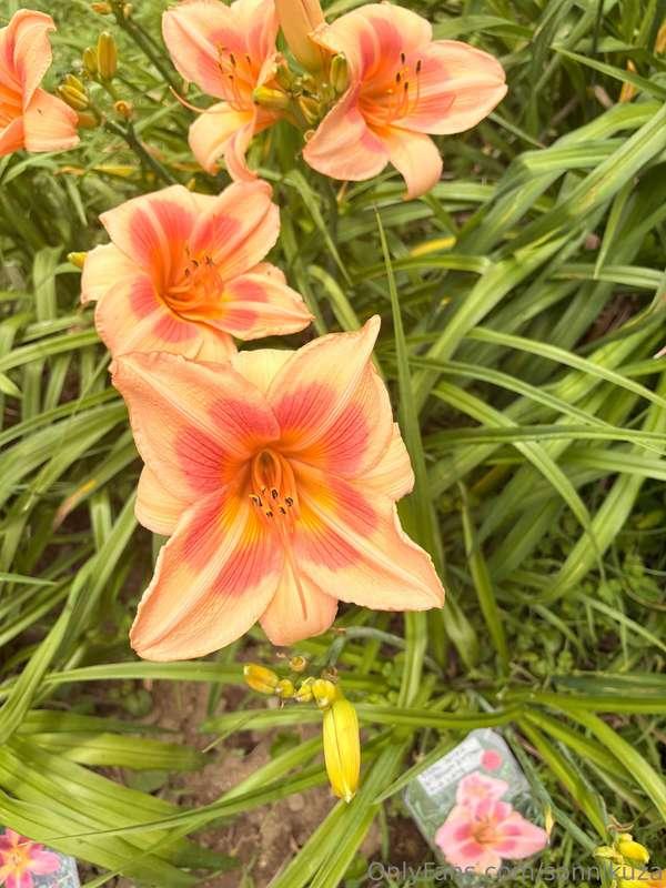 I saw some flowers yesterday!