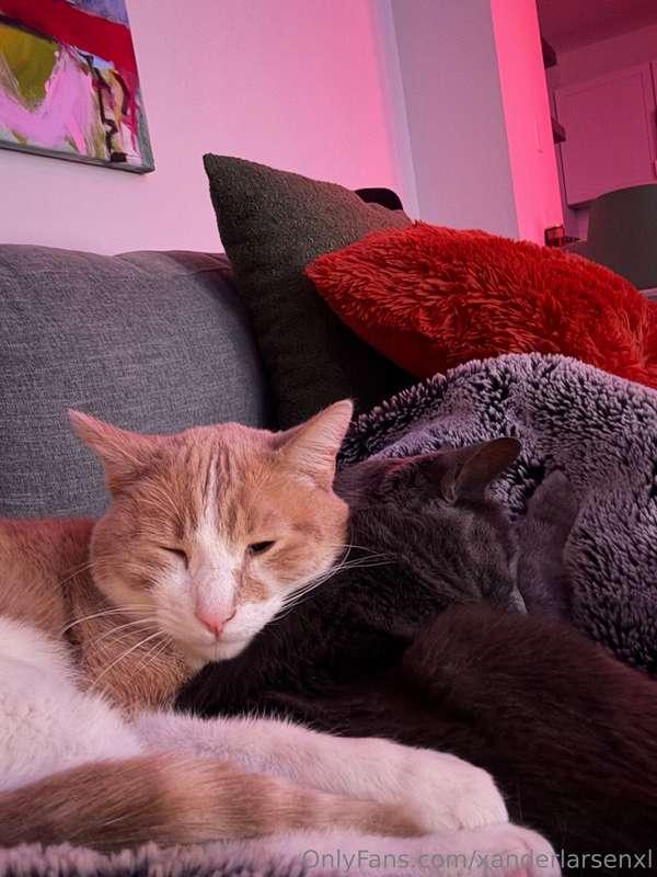 xanderlarsenxl image #0