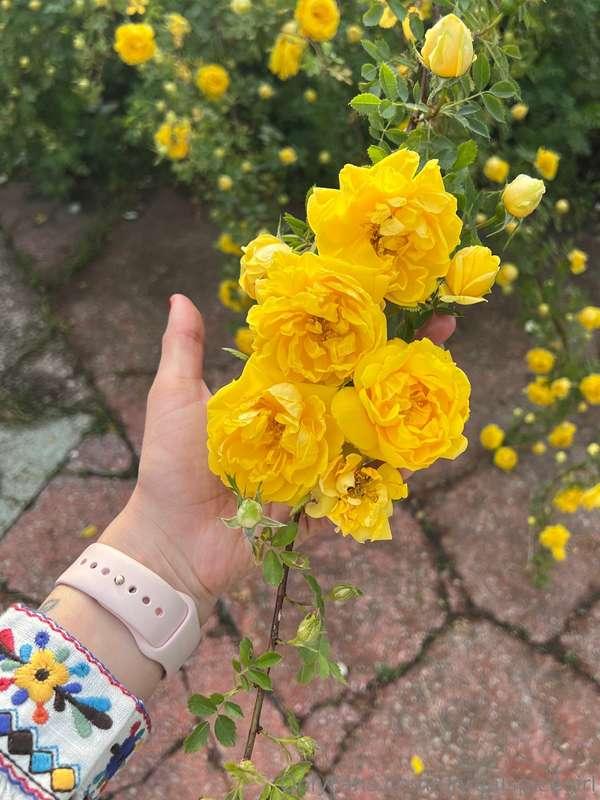 A moment of sunshine captured in nature's blooms 💛🌹