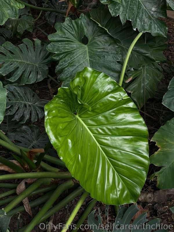 Isn’t this plant beautiful? 😍 🌱 It’s called an Alocasia 💚 Do..