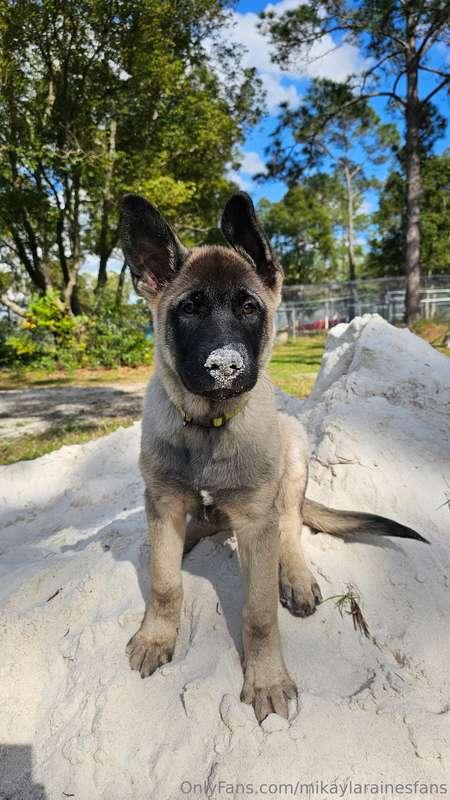 My big Hachi boy 😍 He's the cutest