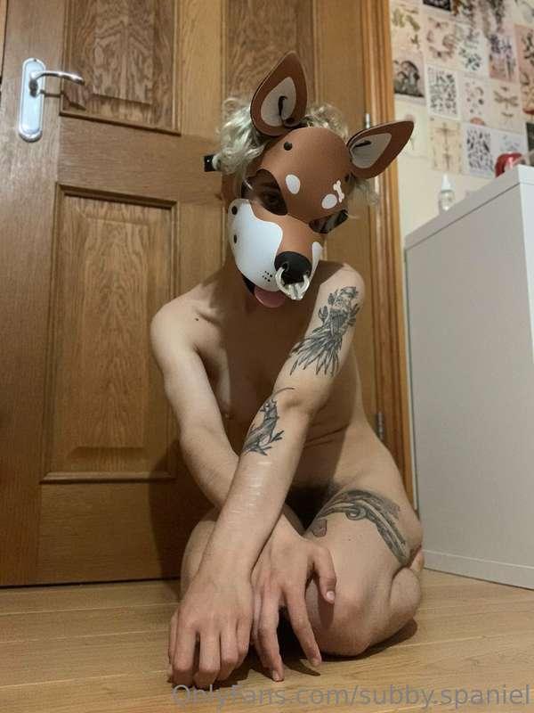 subby.shep image #1