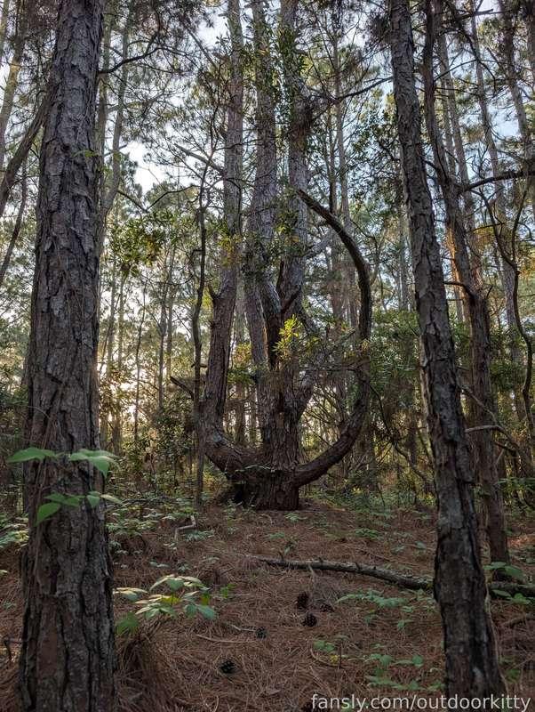 outdoorkitty image #13