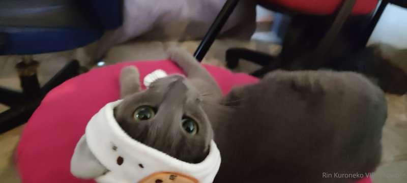 neta miren esta carita hermosa!!!! 
look at this beautiful f..