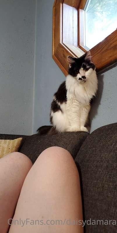 My kitty is looking at me taking spicy photos. Just thought ..