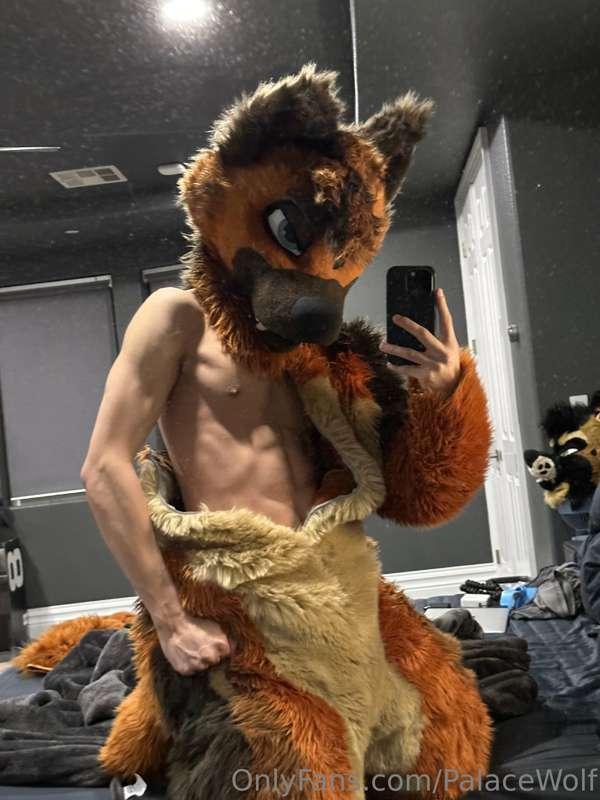 palacewolf main image