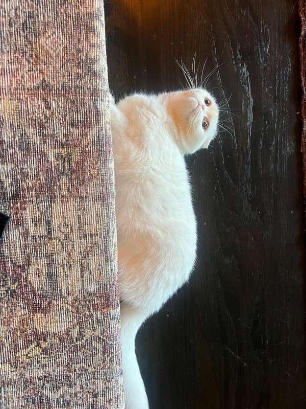 Pet Photos