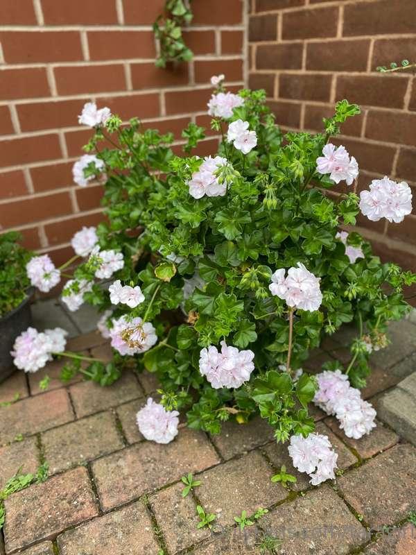 Lol in case you want to see my amazing flowers home grown I ..