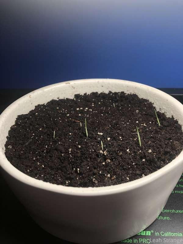 Yesterday VS today’s growth! THE CATNIP IS ALIVE!!! 🙌🏼🌱😍

Fo..