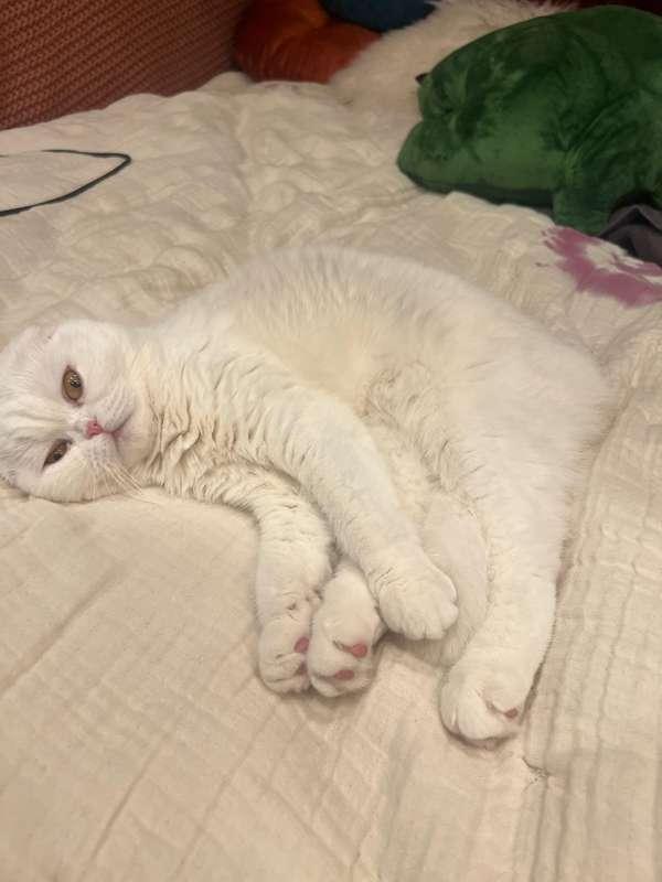 Pet Photos