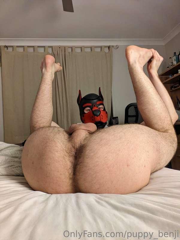 puppy_benji image #0