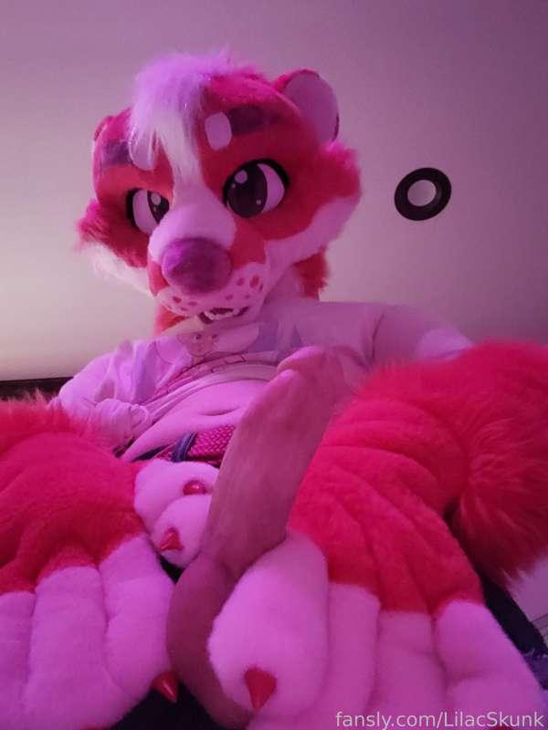 lilacskunk image #6
