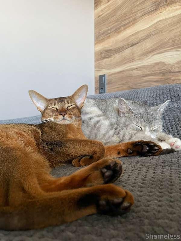 It’s not just me feeling the summer heat… my two troublemake..