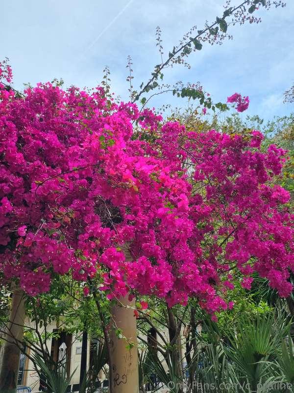 The beauty of nature is one of the most magnificent phenomen..