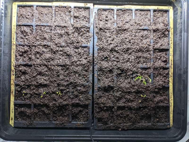 Some progress with my seedlings!