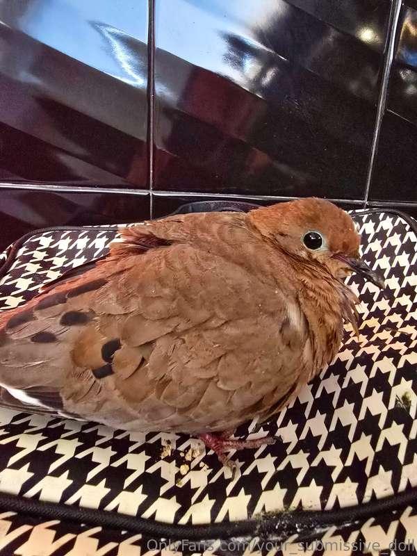 This bird crashed into my window, now I'm determined to make..