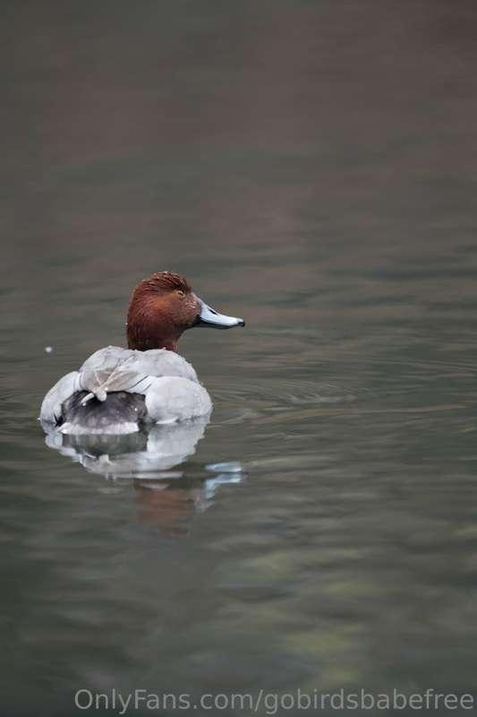 definitely going to see more birds here