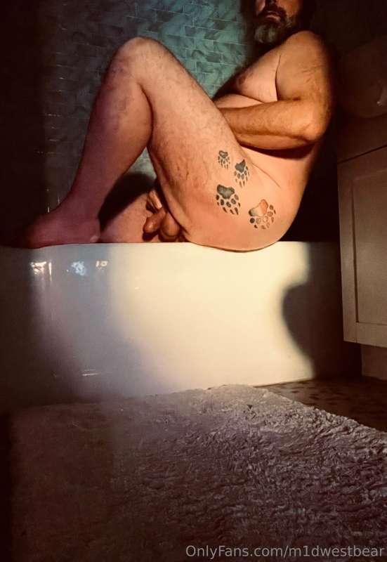 m1dwestbear image #4