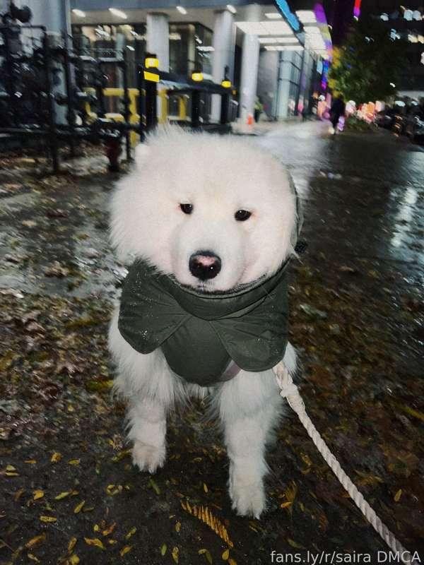 the rain today in the city has been so overdramatic. i need a cuddle buddy asap! waldo as always didn’t enjoy wearing his raincoat but at least he’s very cute 😚