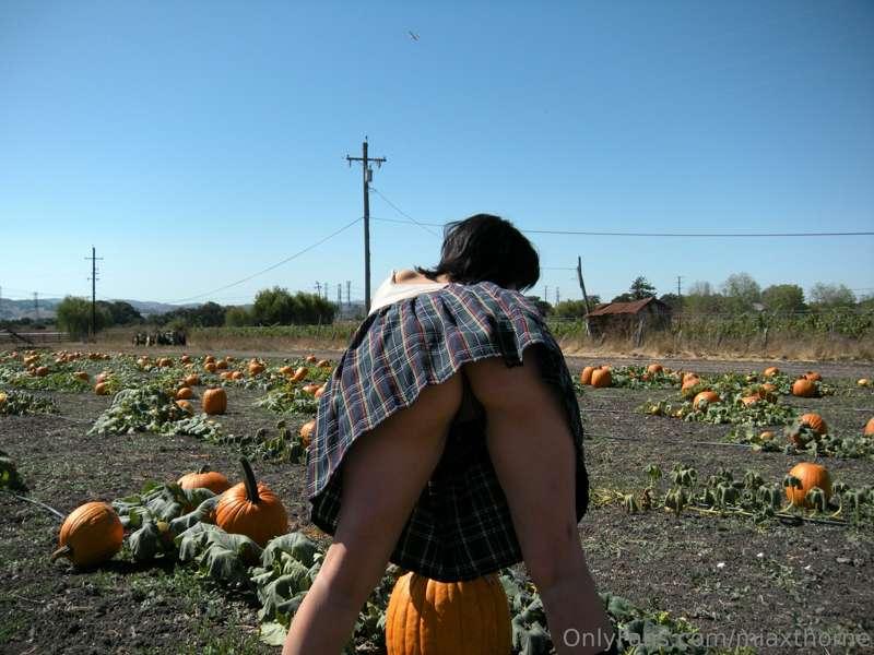 picking pumpkins