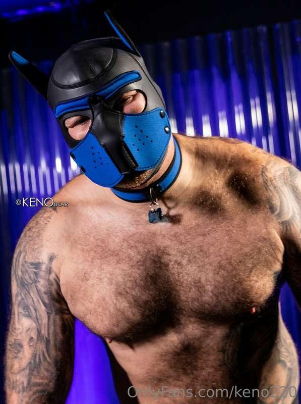 Who want a Keno Muscle Pup? - more coming soon