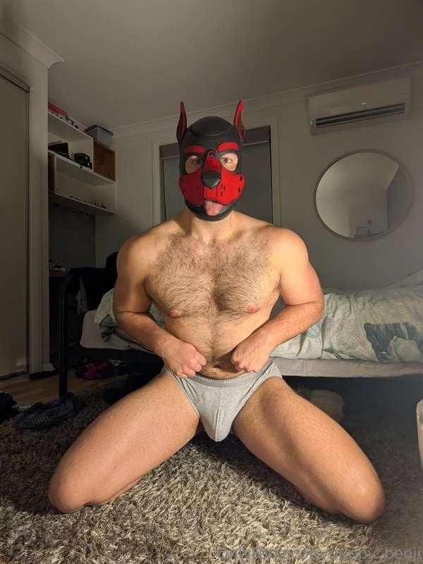 puppy_benji image #1