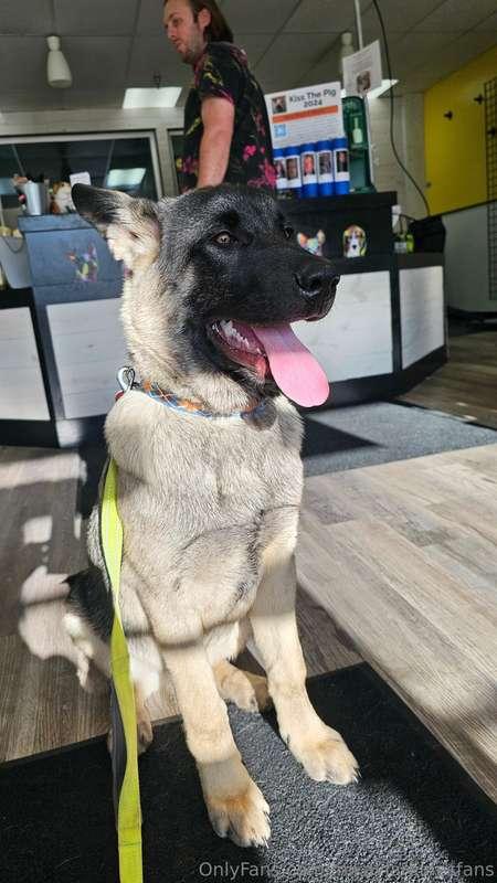 Dang he got big fast! This is the surrender pup we took in a..