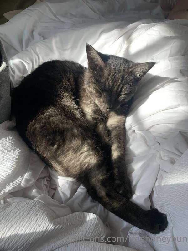 Me and @sessionswithjaycie got a new kitty 😻 Do you like cat..