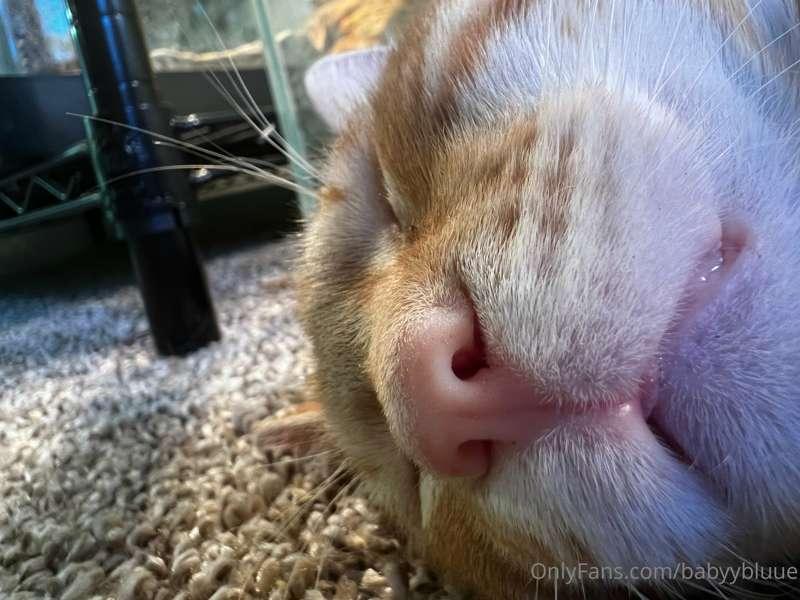 TECHNICALLY… it’s a pussy 😂😂 
I share my animals here and th..