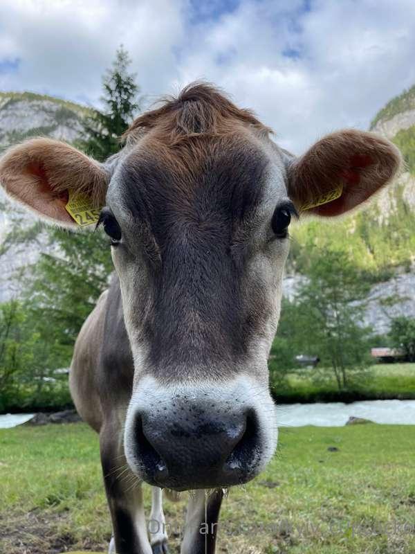 kyiv_cupcacke image #0