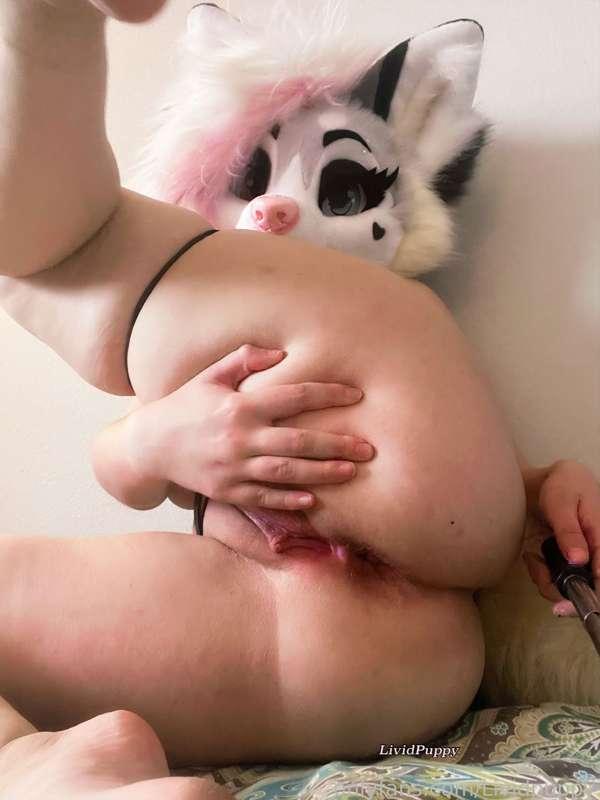 Which hole are you devouring first? 😈💞

#nsfw #anal #pussy #asshole #nude #nudes #horny #furry #fursuit 