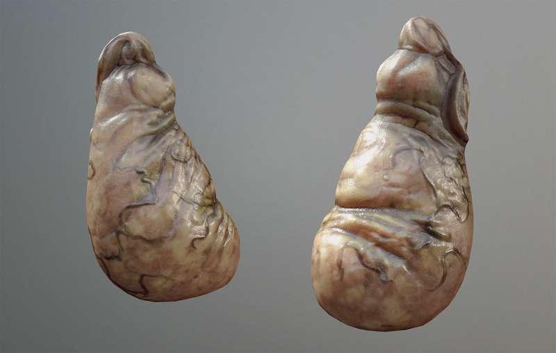 imp gall