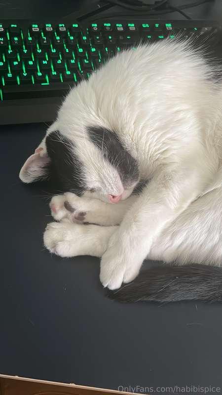 habibispice image #1