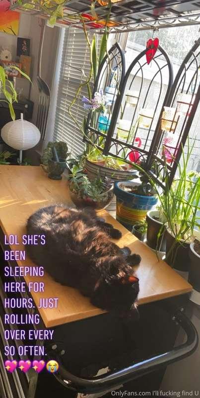 Lol. Cute. Just pet things