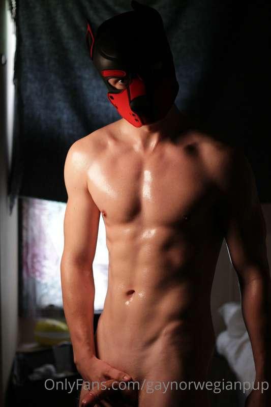 gaynorwegianpup image #0